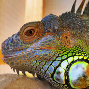 IGUANA