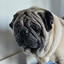 Pugzera
