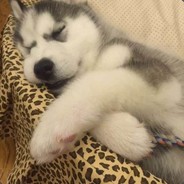 冒蓝火的加特林