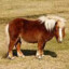 SMALL HORSE