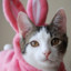 Bunni2themoon