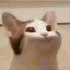 qt