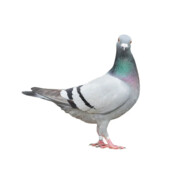 a pigeon with wifi