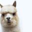 Lama Attacker