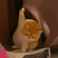 PAOPAO