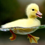 lil ducky