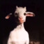 Goat