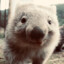 wombat