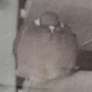 Pigeon avatar