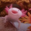 Lotl