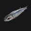 Anchovy