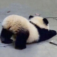 哈士奇能有什么坏心呢