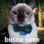 Busco sexo