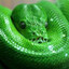 Viper