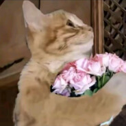 不爱哈气（打猎版）