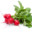 TasteXRadish