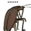 Periplaneta americana
