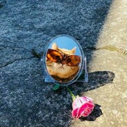 Kitty ⭕ ฅ^•ﻌ•^ฅ