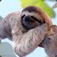 Sleepy Sloth