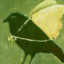 biblically_accurate_crow