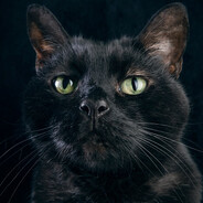 Чёрный кот