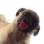 baconpug
