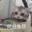 橘猫冲冲冲