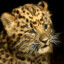 leopardtide