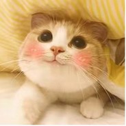 我的队友三头猪