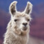 Llamoof
