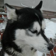 ☣ Jerreklyn ☣ - steam id 76561197971009343