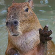 LPcapivara