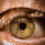goldeneyes