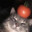 tomato cat