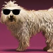 vak komondor
