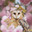 Pink_Eclypse