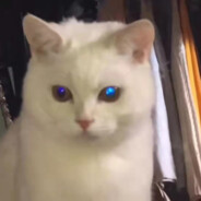 超级无敌欧皇号