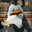 Mr Penguin