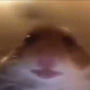 Василич Баня