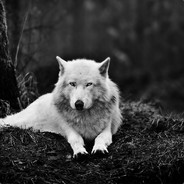 WhiteWolf {BR}