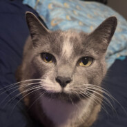 Will give JOI for $5.24 50% SALE