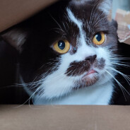 猫
