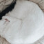 peanut