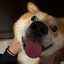 dogodelo