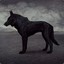 BlueWolfRune