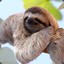 Depressed Sloth