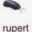 rupert