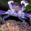 PurpleCrab