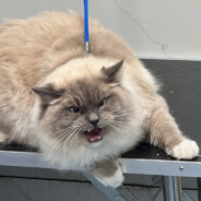 素鸢半暖画凉筝