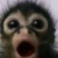 barbitop
